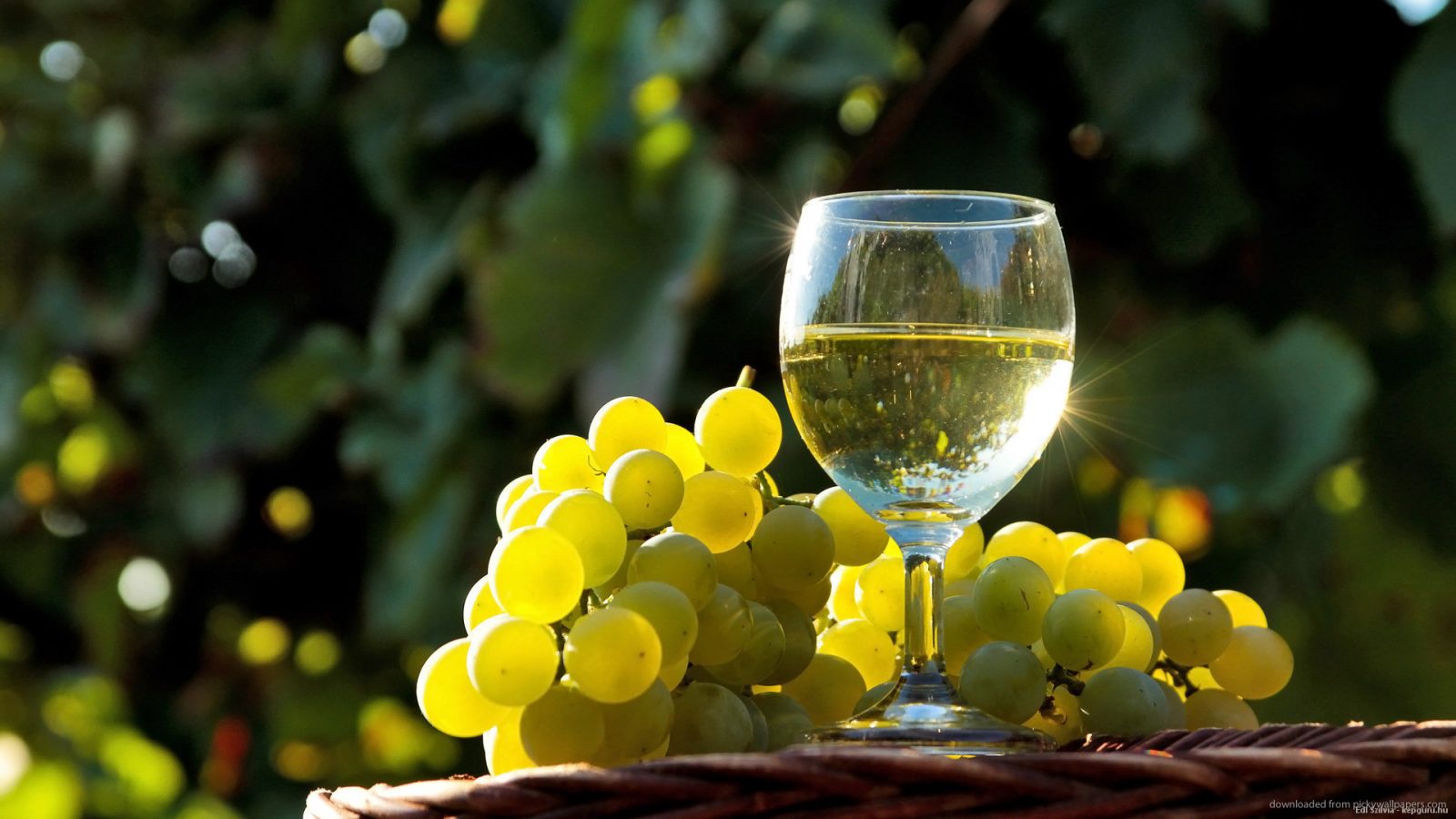 Uvas para el vino blanco