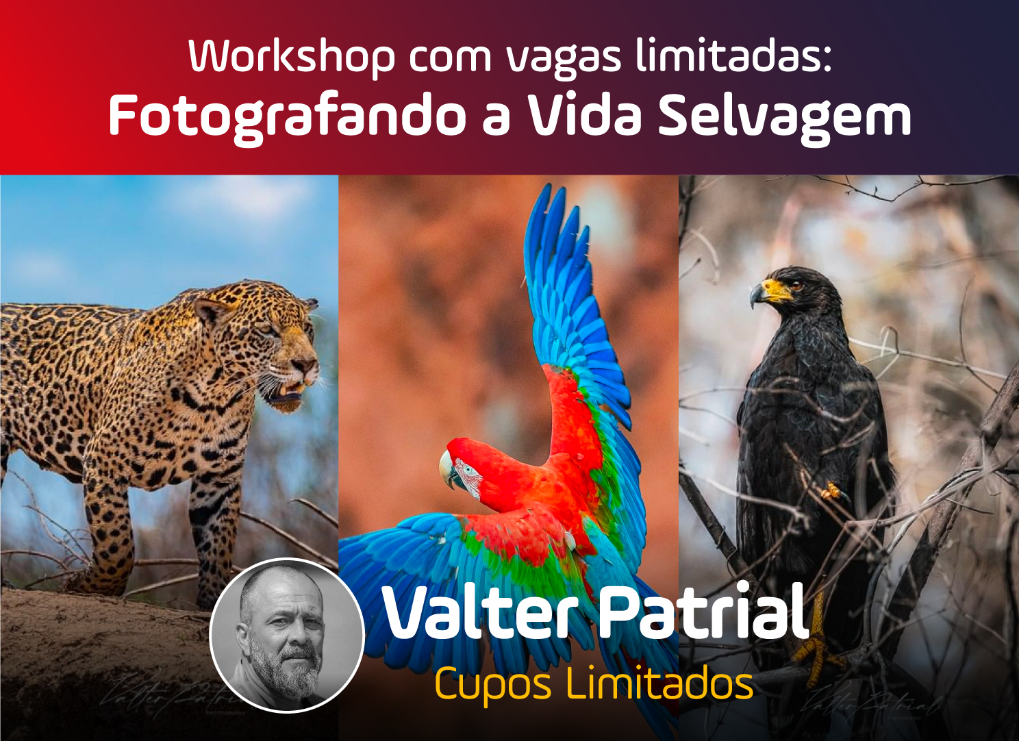 Workshop de vida salvaje en la Falcoaria de Foz con Valter Patrial