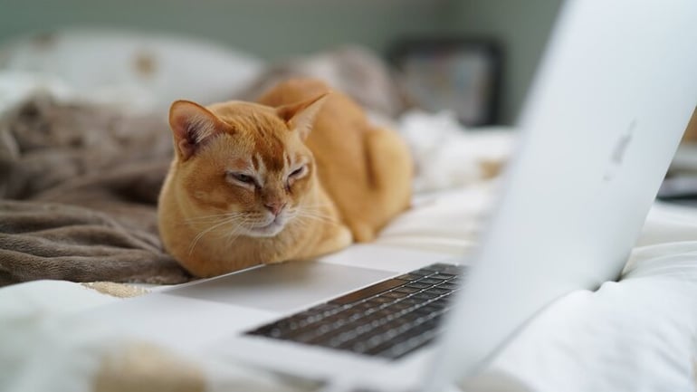 gato assistindo tv online gratis no seu computador