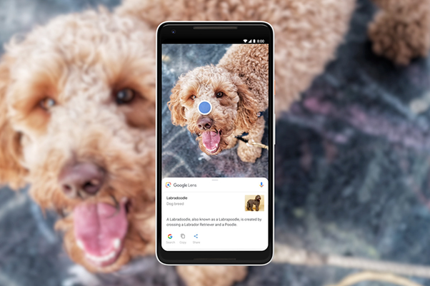 Google Lens identificar raça cão